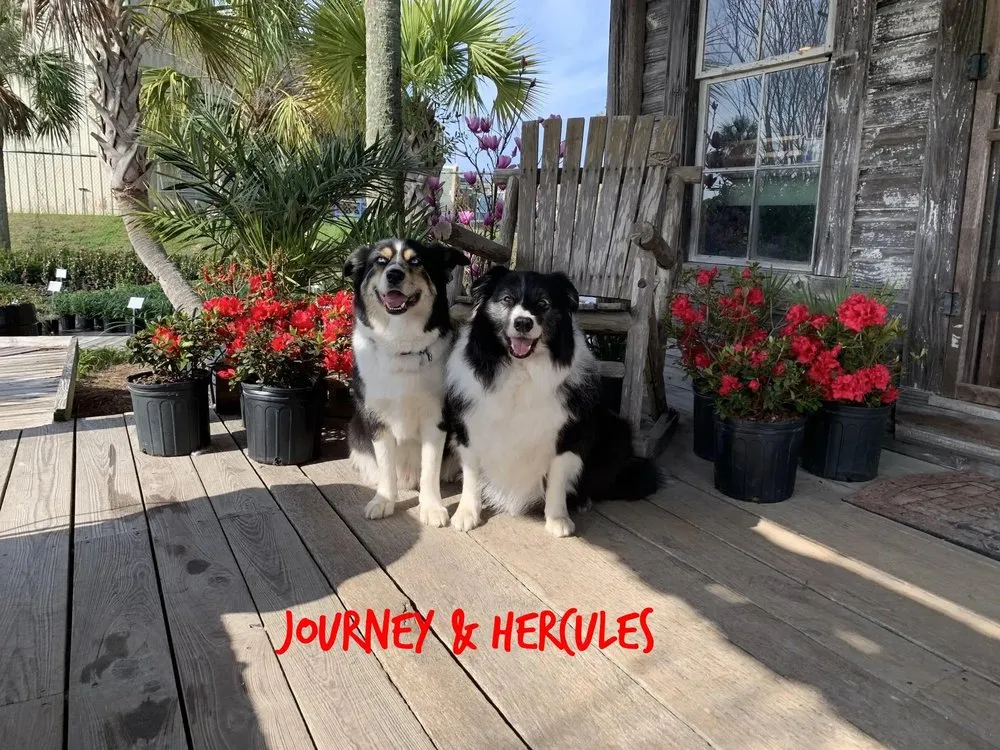 Affordable lawn mowing service for homes in Panama City Beach, FL by Lisenby Palms & Beach Nursery