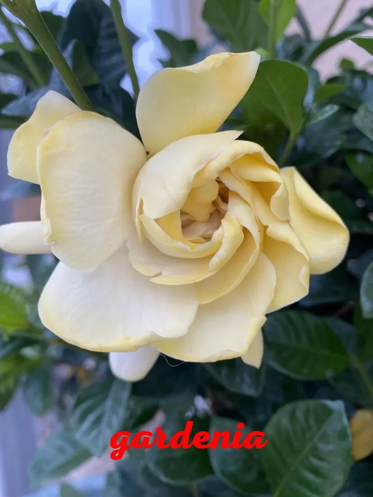 Professional residential landscaping in Panama City Beach, FL by Lisenby Palms & Beach Nursery