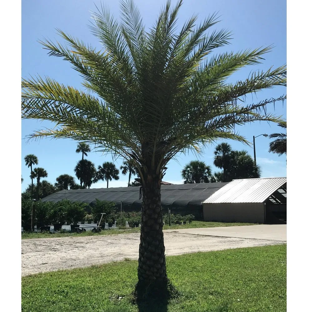 Top-rated yard cleanup service with custom design across Panama City Beach, FL - Lisenby Palms & Beach Nursery
