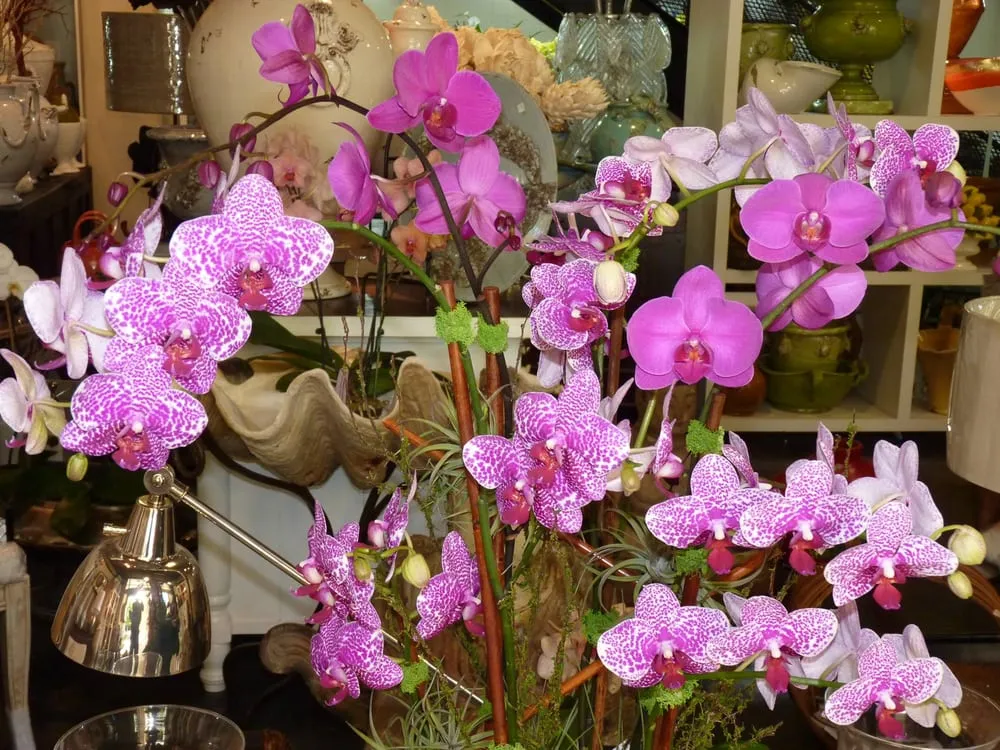 Expert landscape design in Coral Gables, FL by Lissy's Orchid Garden