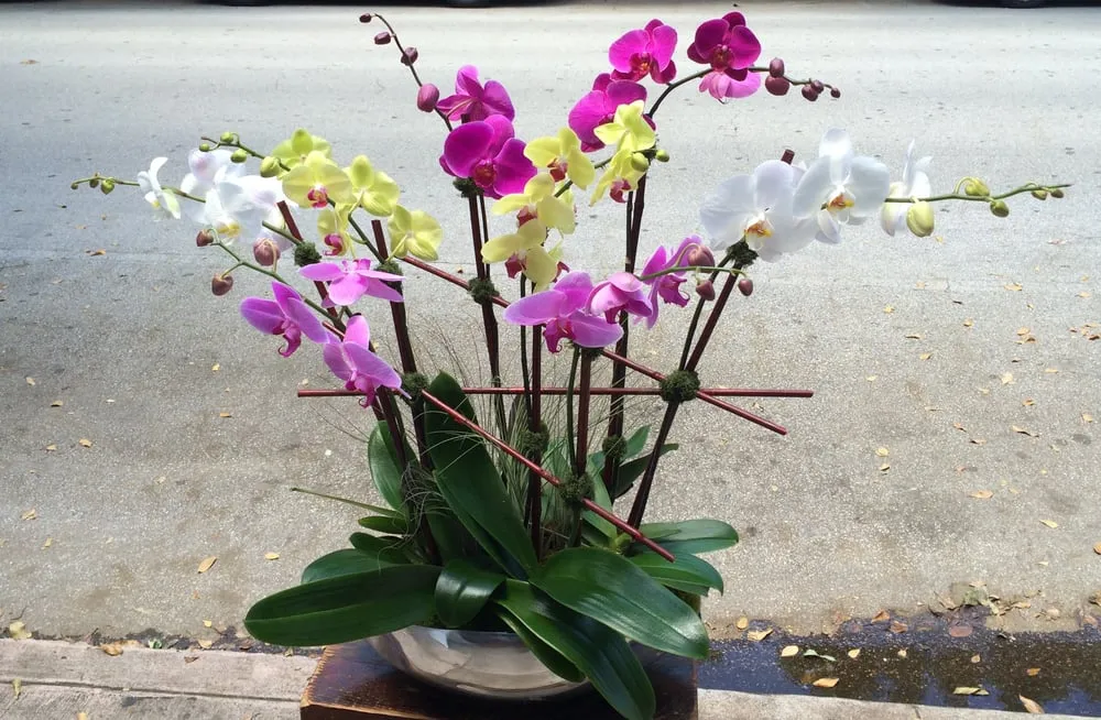 Affordable landscape design in Coral Gables, FL - Lissy's Orchid Garden