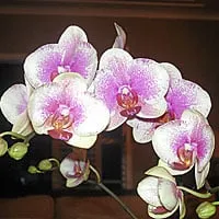 Custom garden landscaping in Coral Gables, FL - Lissy's Orchid Garden