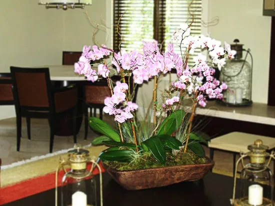 Top-rated yard cleanup service experts serving Coral Gables, FL - Lissy's Orchid Garden