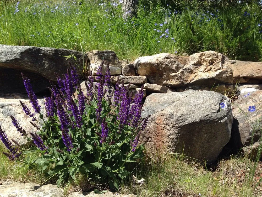 Expert yard maintenance in Livingston, MT - Litchfields Landscape Design