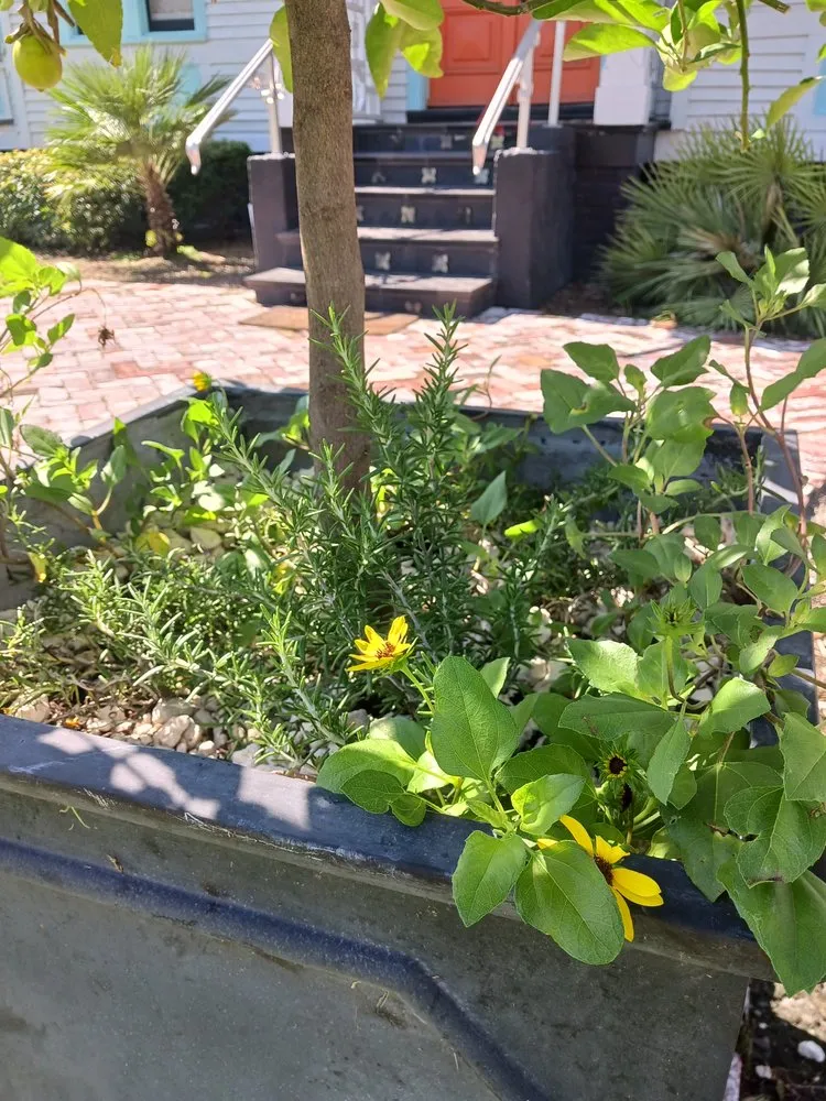 Trusted yard maintenance in Hilliard, FL by Lithe Landscape Design