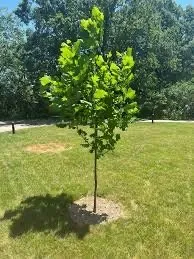 Professional garden landscaping for homes across Dolton, IL - Lithium Landscaping