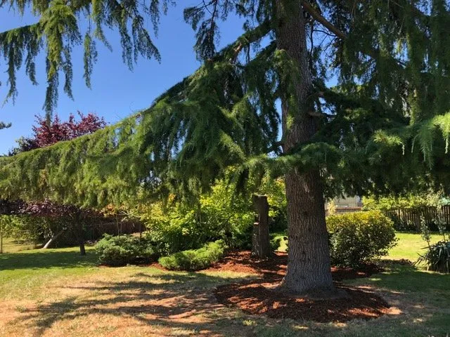 Affordable landscaping services with custom design in Seattle, WA by Lito's Quality Garden