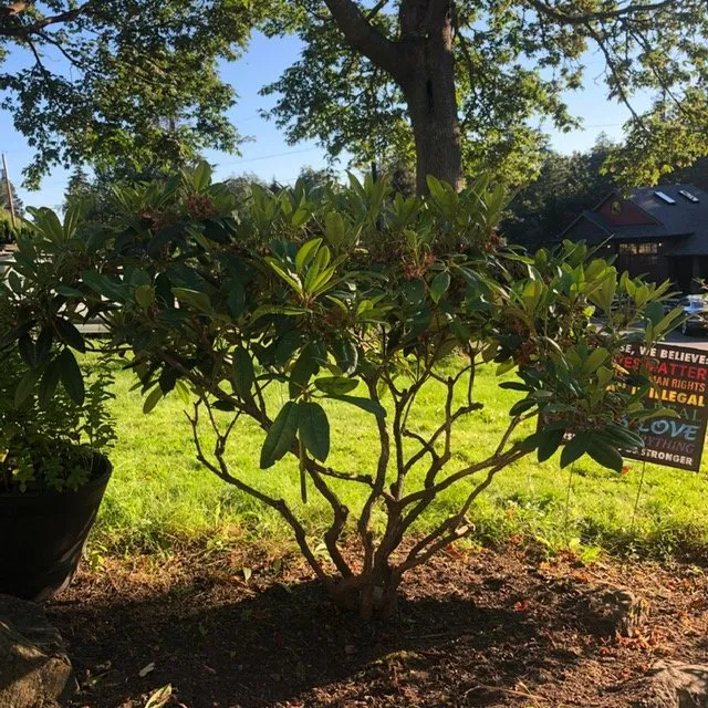 Reliable garden landscaping for outdoor upgrades across Seattle, WA - Lito's Quality Garden