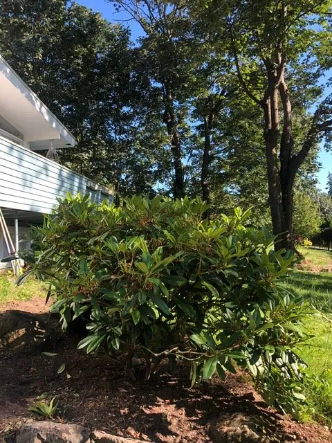 Local yard maintenance in Seattle, WA - Lito's Quality Garden