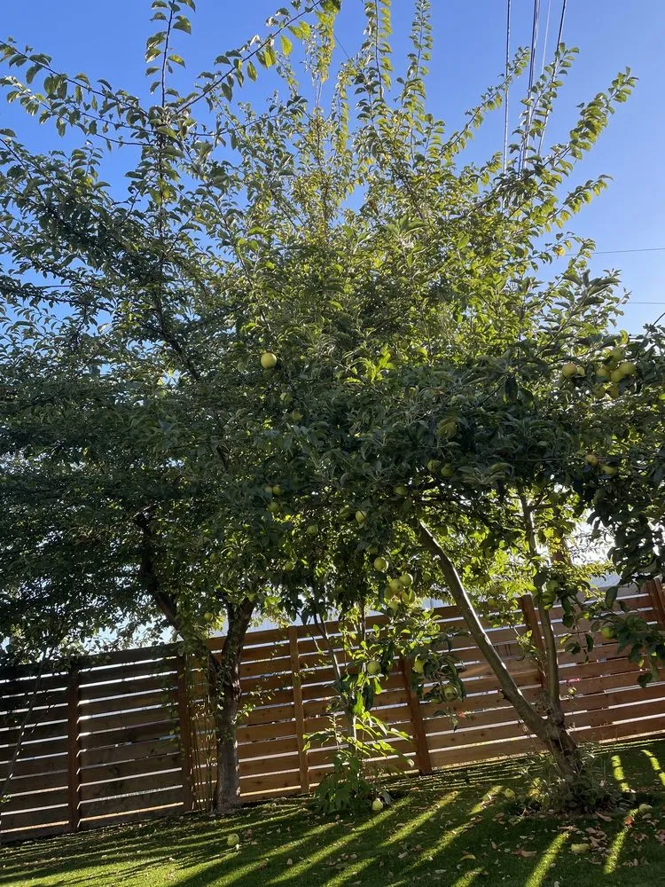 Reliable landscape installation in Seattle, WA - Lito's Quality Garden