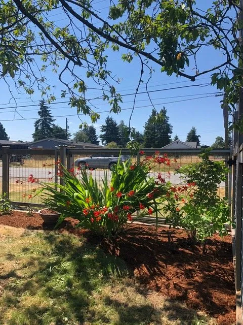 Local outdoor landscaping in Seattle, WA by Lito's Quality Garden