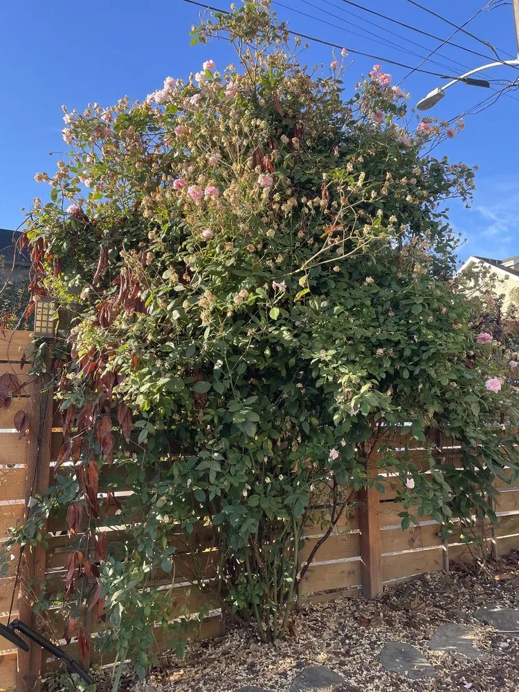 Top-rated yard maintenance experts serving Seattle, WA - Lito's Quality Garden