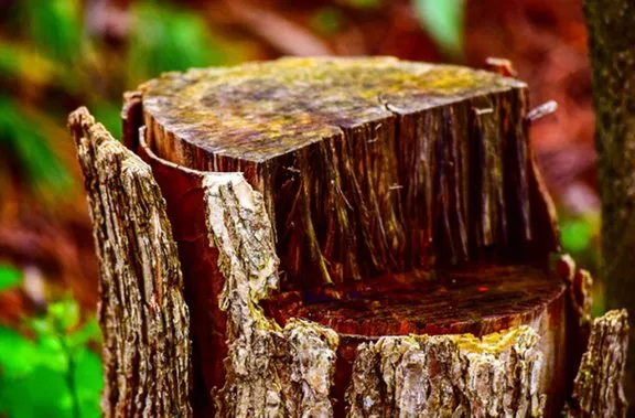 Trusted outdoor landscaping for outdoor upgrades in Greeneville, TN by Little A's Tree Service