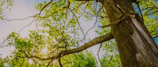 Top-rated lawn mowing service for residential properties in Greeneville, TN by Little A's Tree Service