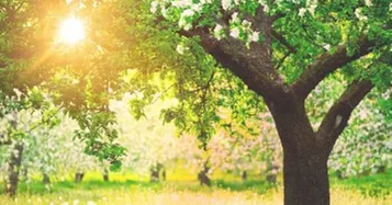 Affordable yard cleanup service experts serving Greeneville, TN - Little A's Tree Service