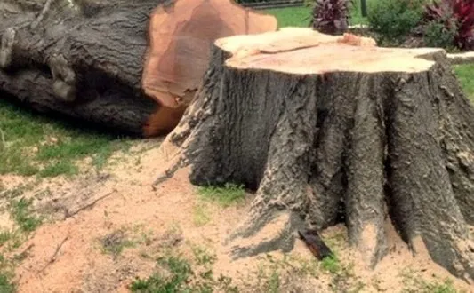 Top-rated yard cleanup service in Greeneville, TN - Little A's Tree Service