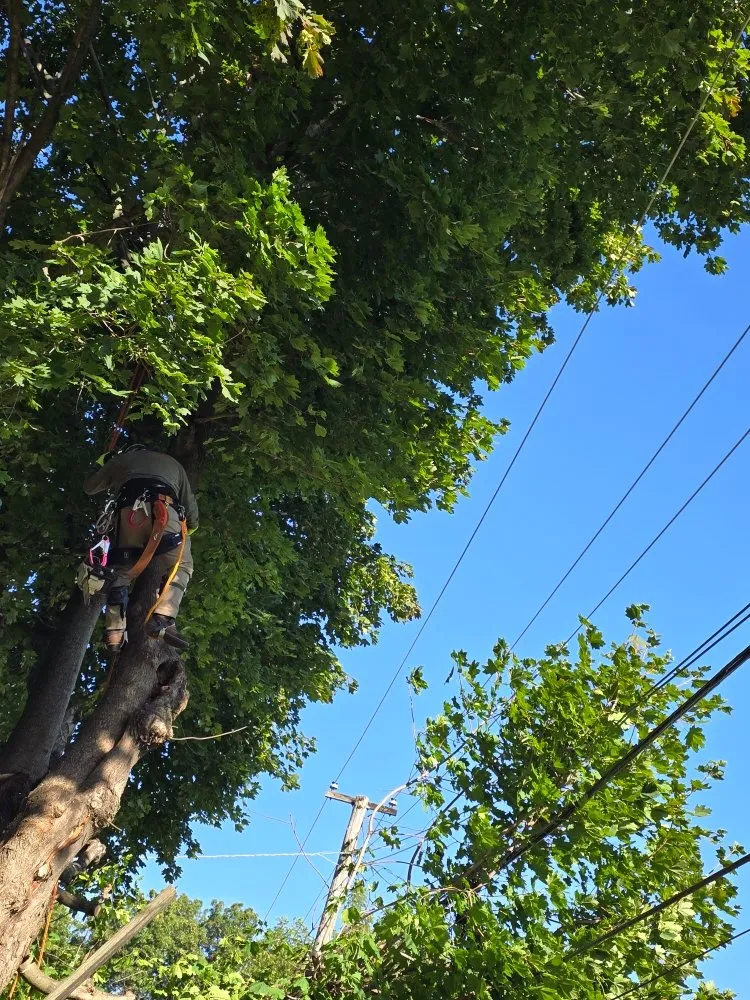 Expert outdoor landscaping experts serving Aurora, IL - Little Bird Tree Service