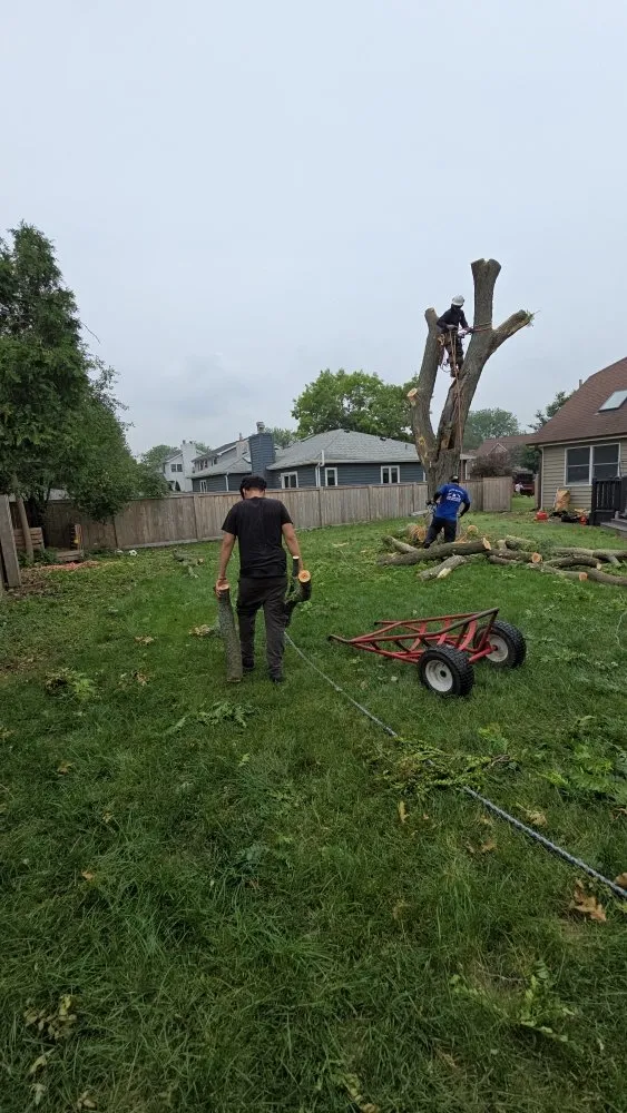 Professional outdoor landscaping experts serving Aurora, IL - Little Bird Tree Service