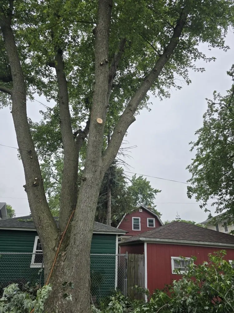 Professional outdoor landscaping experts serving Aurora, IL - Little Bird Tree Service