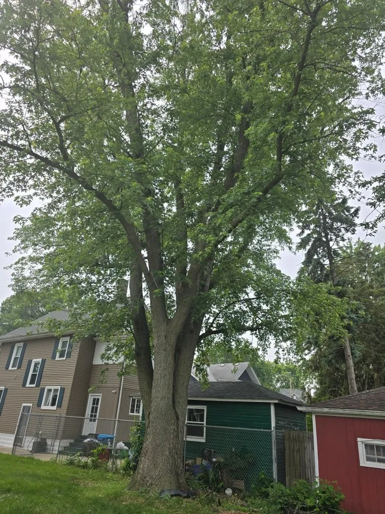 Reliable lawn mowing service for residential properties in Aurora, IL by Little Bird Tree Service