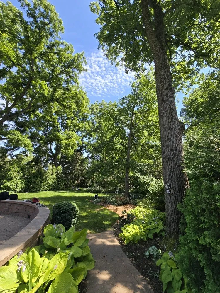 Trusted yard maintenance in Aurora, IL by Little Bird Tree Service