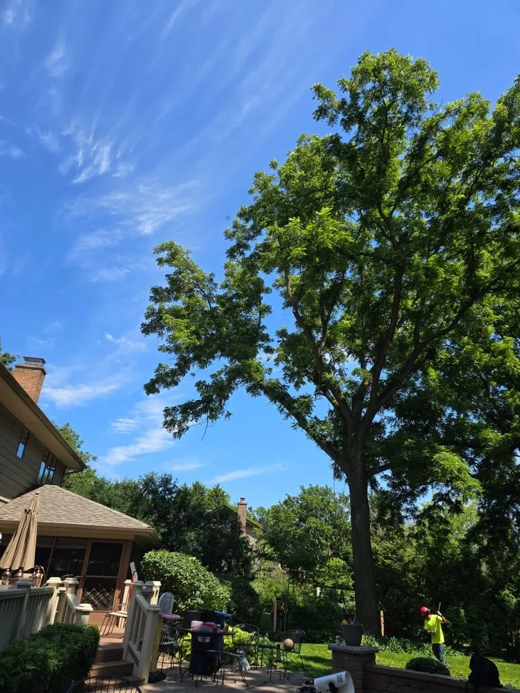 Professional residential landscaping in Aurora, IL - Little Bird Tree Service