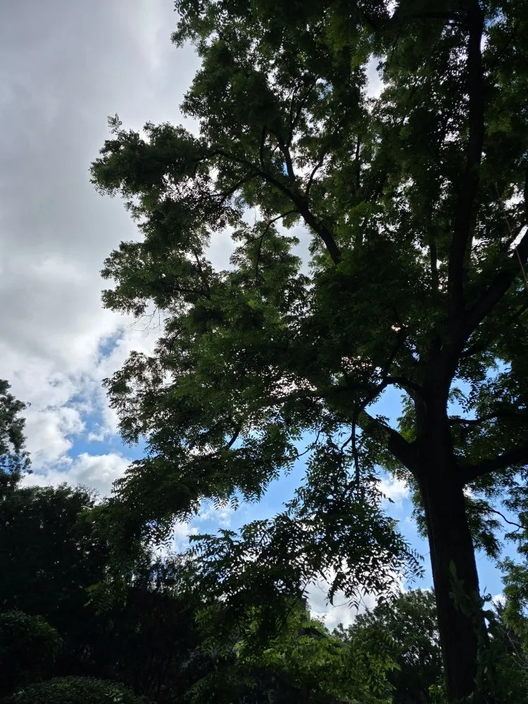 Professional yard maintenance in Aurora, IL - Little Bird Tree Service