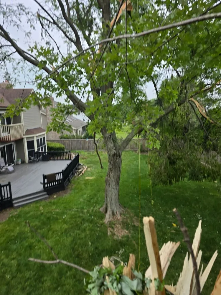 Expert yard cleanup service for outdoor upgrades in Aurora, IL by Little Bird Tree Service