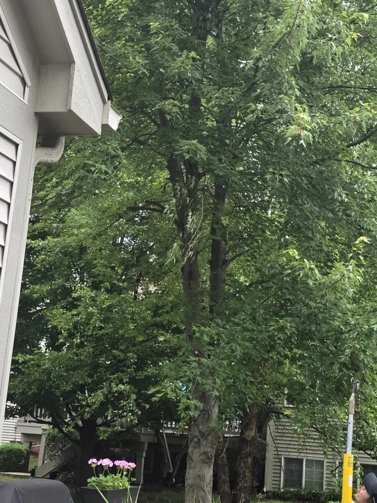 Local landscaping services in Aurora, IL by Little Bird Tree Service