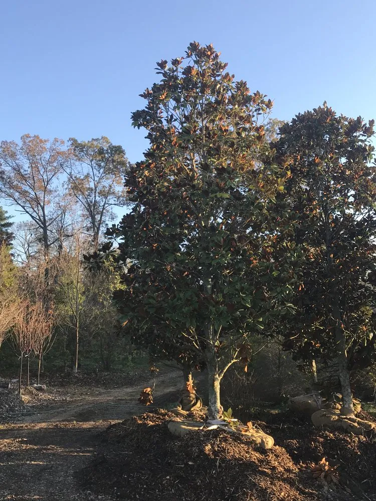 Top-rated residential landscaping experts serving Knoxville, TN - Little Green Garden