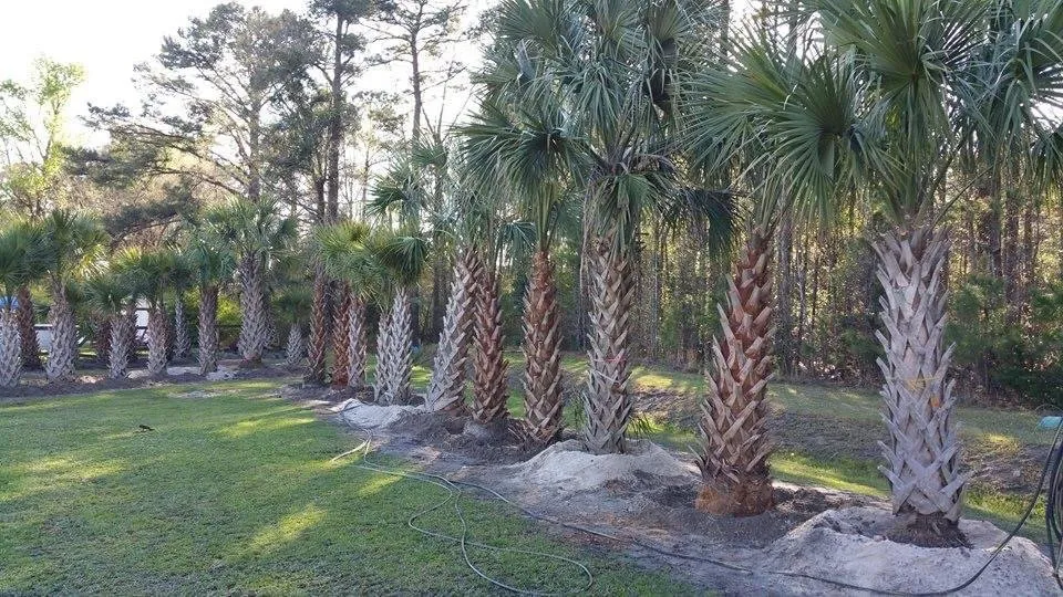 Affordable landscaping services in Jacksonville, NC - Little Jim's Landscaping