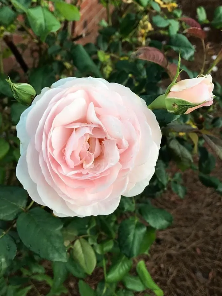 Custom outdoor landscaping in Jacksonville, NC by Little Jim's Landscaping