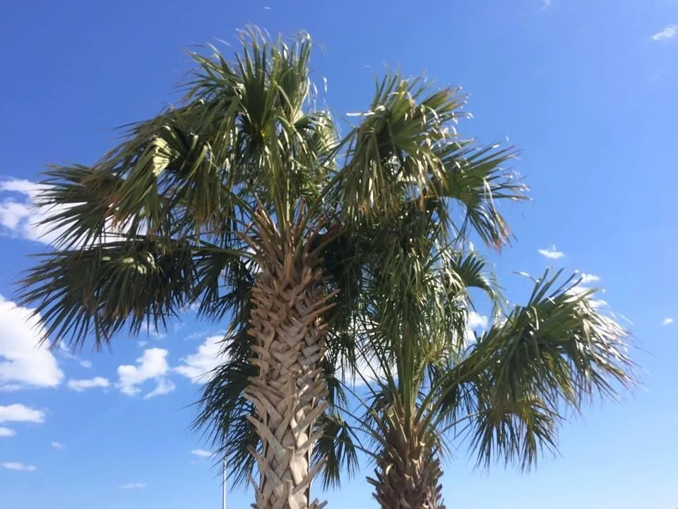 Expert landscaping services for residential properties in Jacksonville, NC by Little Jim's Landscaping