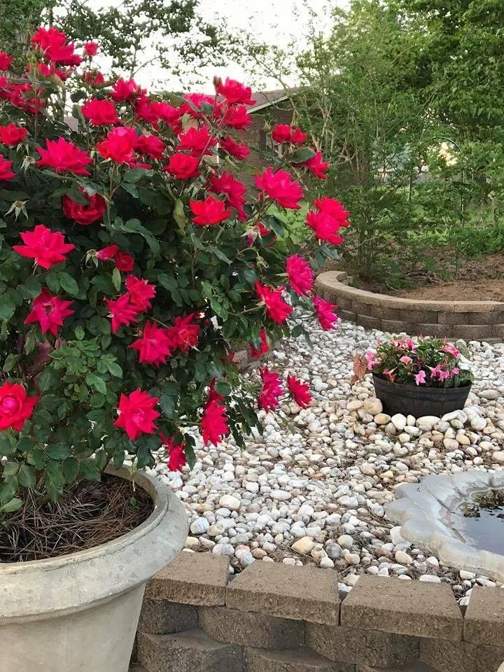 Affordable residential landscaping in Jacksonville, NC - Little Jim's Landscaping