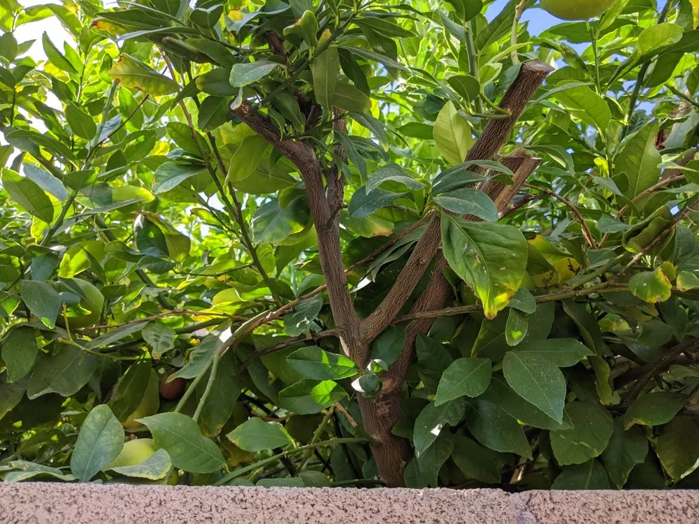 Trusted landscaping services for year-round maintenance across Mesa, AZ - Little John's Lawns