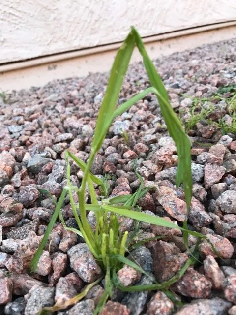 Affordable landscaping services in Mesa, AZ by Little John's Lawns