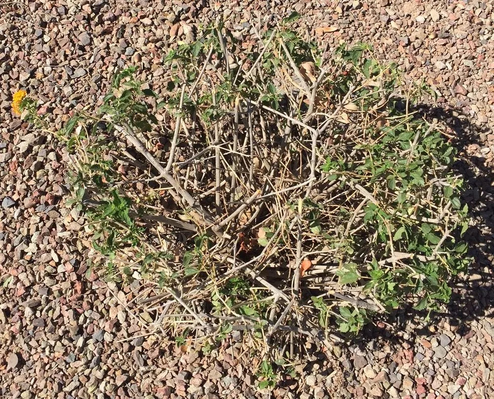 Custom yard cleanup service experts serving Mesa, AZ - Little John's Lawns