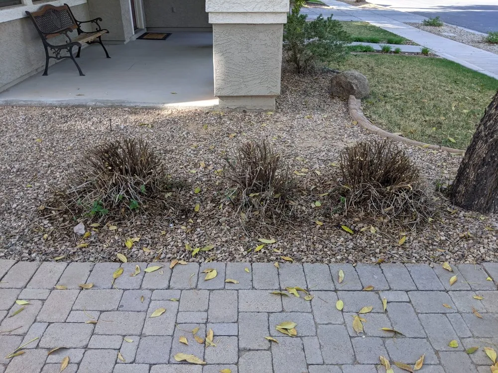 Top-rated yard maintenance in Mesa, AZ - Little John's Lawns