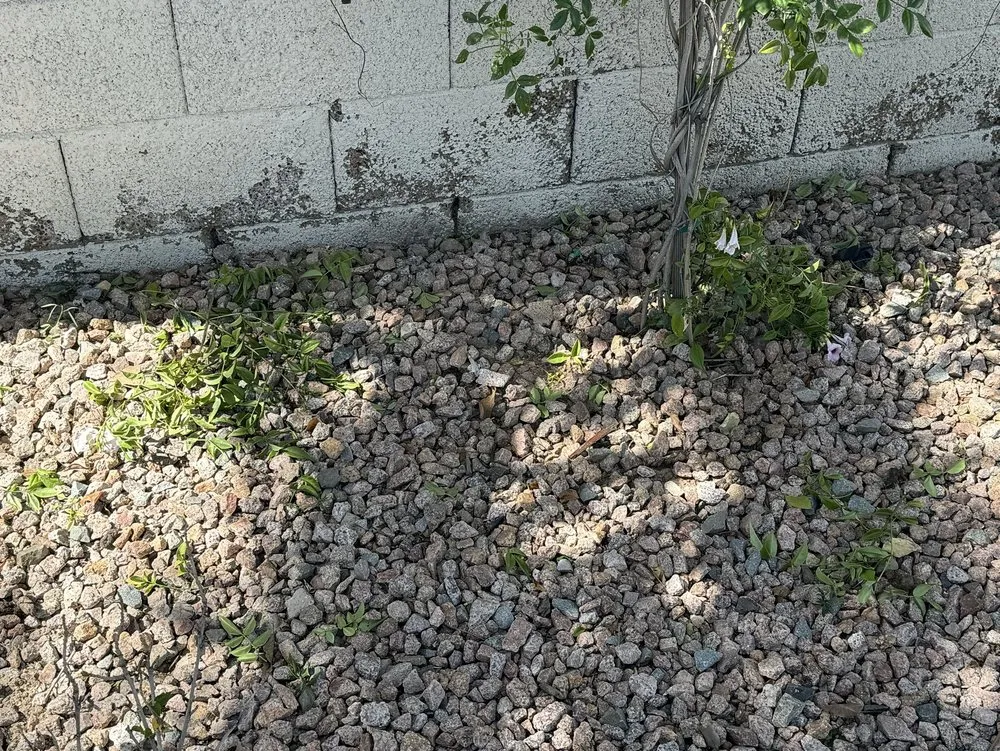 Local yard cleanup service for outdoor upgrades across Mesa, AZ - Little John's Lawns