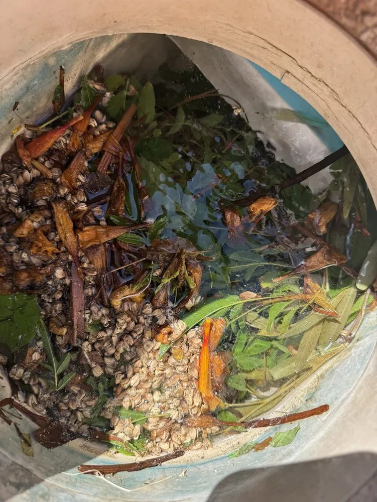 Top-rated yard cleanup service for year-round maintenance in Mesa, AZ by Little John's Lawns