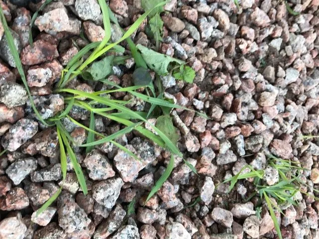 Trusted lawn mowing service with custom design in Mesa, AZ by Little John's Lawns