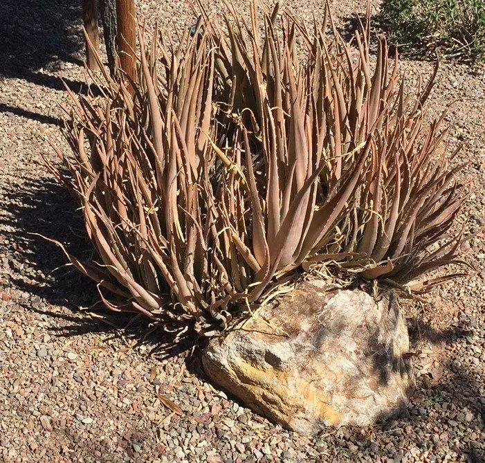 Top-rated residential landscaping for outdoor upgrades in Mesa, AZ by Little John's Lawns