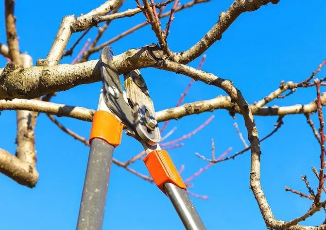 Reliable yard maintenance in Opelika, AL by Little J's Lawn Maintenance