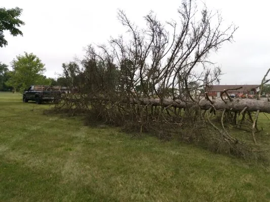 Little man's landscaping