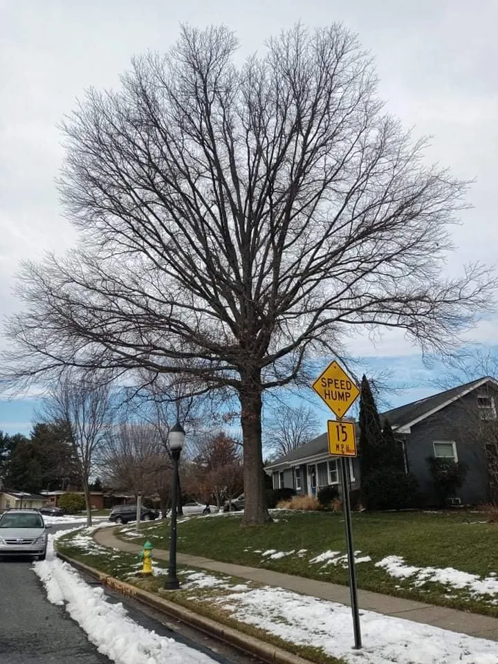 Trusted garden landscaping in Union Bridge, MD by Little Oaks Tree Service