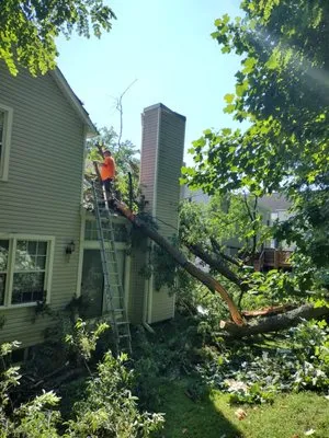 Little Oaks Tree Service Logo