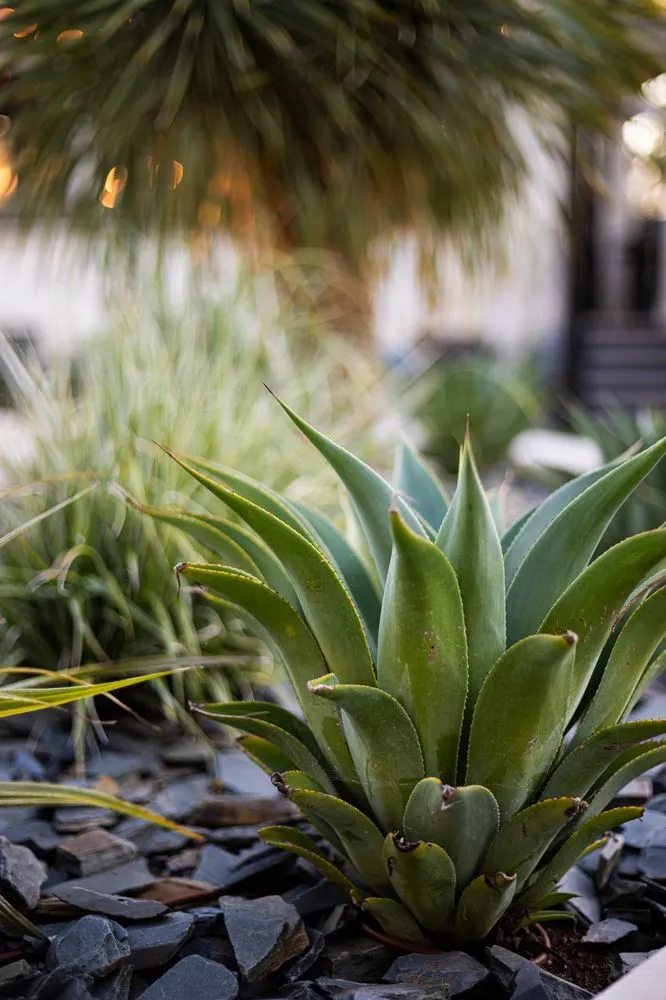 Reliable lawn mowing service in Burlingame, CA - Little Pink Door Gardens