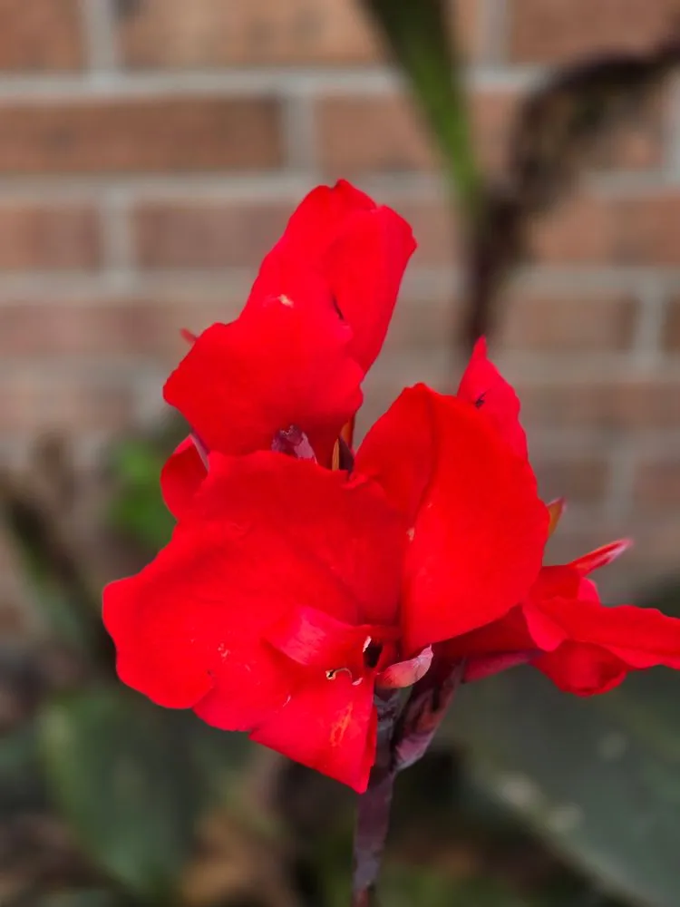 Reliable lawn care service for homes across Elizabeth City, NC - Little Red Tractor