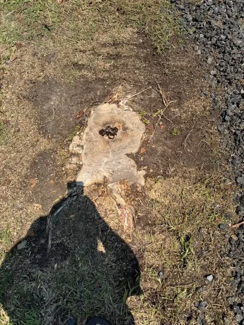 Trusted yard cleanup service for beautiful yards in Elizabeth City, NC by Little Red Tractor