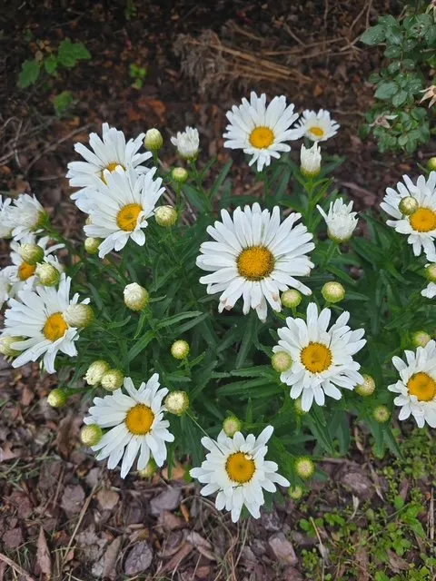 Trusted landscape installation for residential properties in Elizabeth City, NC by Little Red Tractor